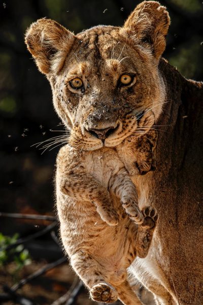 Lionne et lionceau